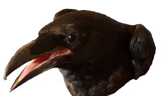 Raven