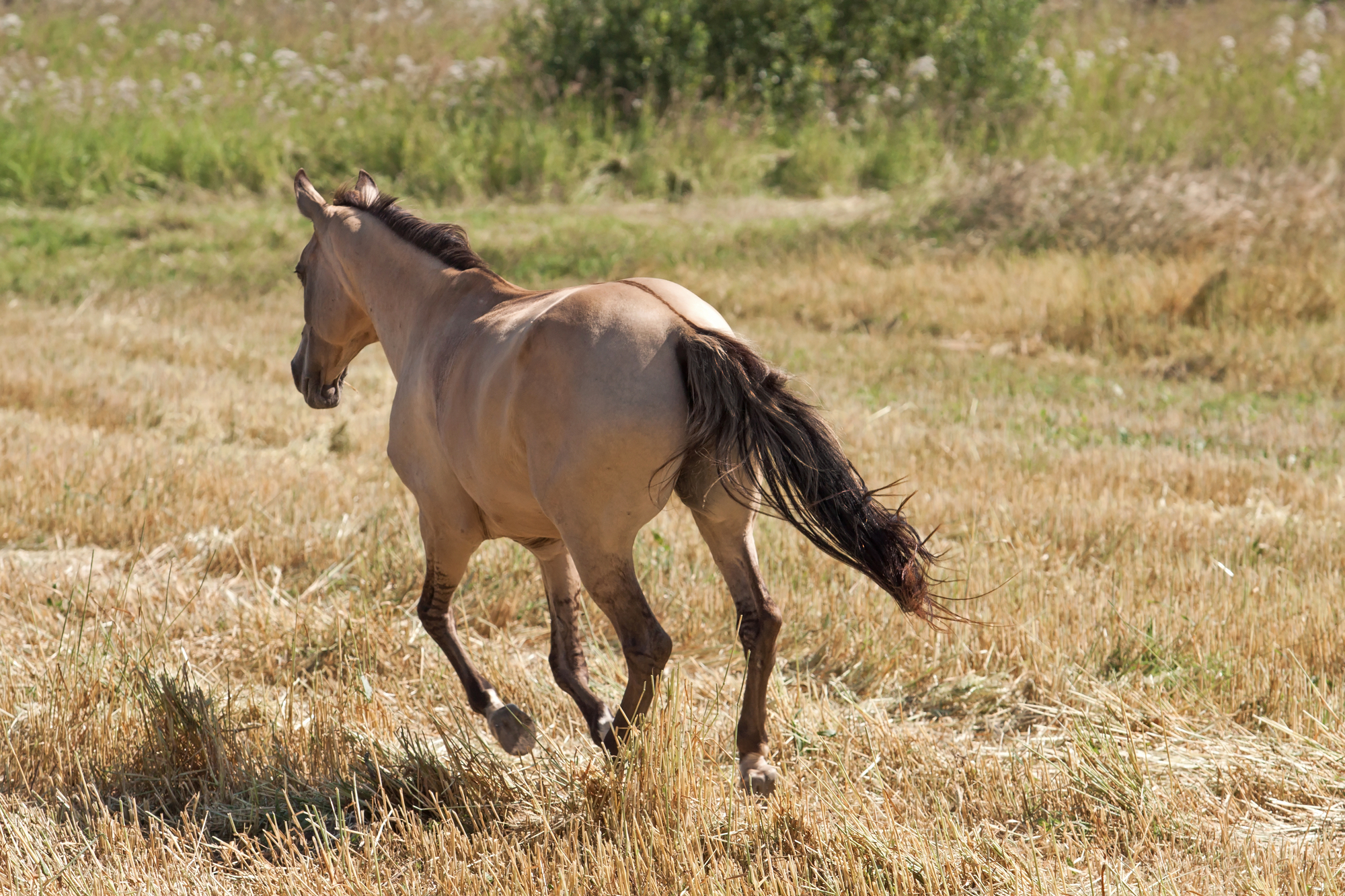 Buckskin horse