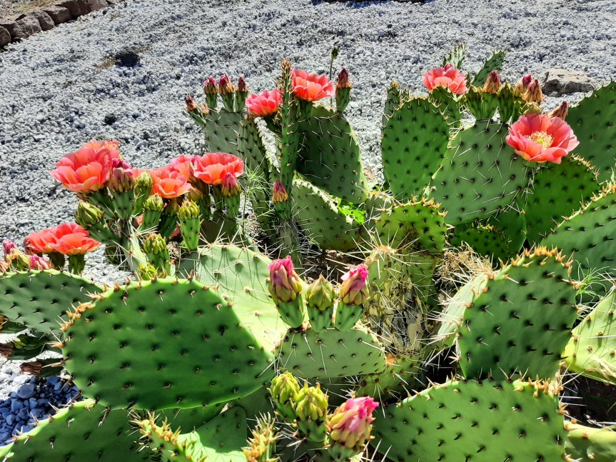 Prickly Pear Jam-not a&nbsp;fan!