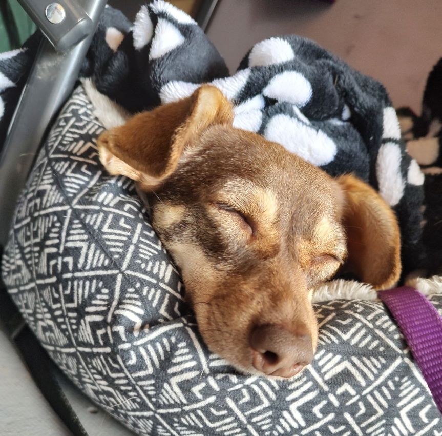 Preparing for Sumpter Flea&nbsp;Market