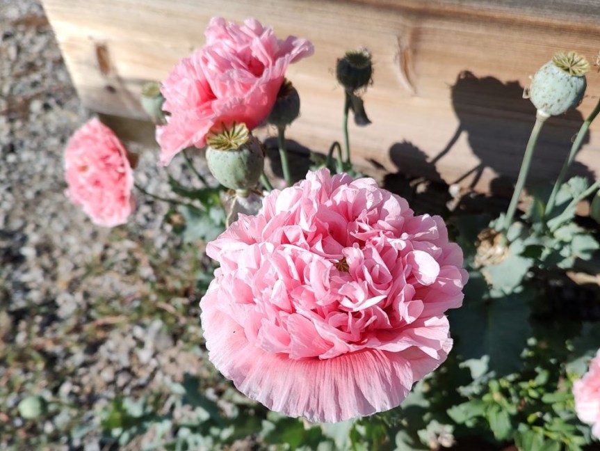 Fun Things in&nbsp;July