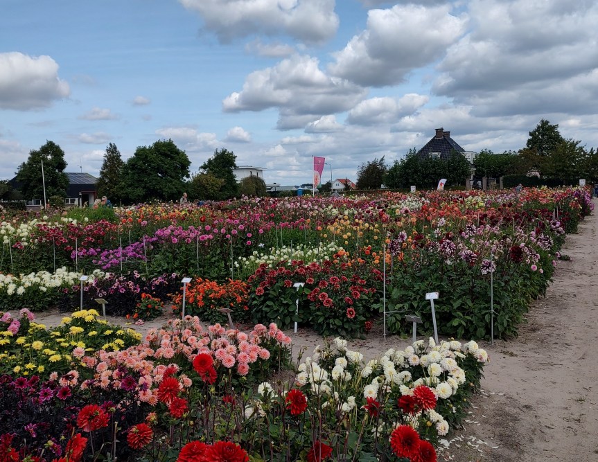 Family, Flowers, Beach, and&nbsp;Poffertjes
